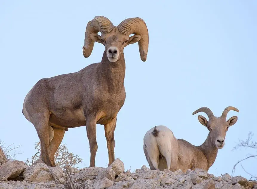 Bighorn Sheep 10
