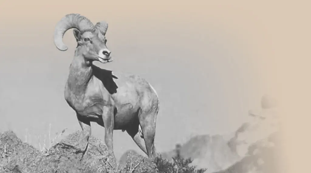 Bighorn sheep standing on rock cliff